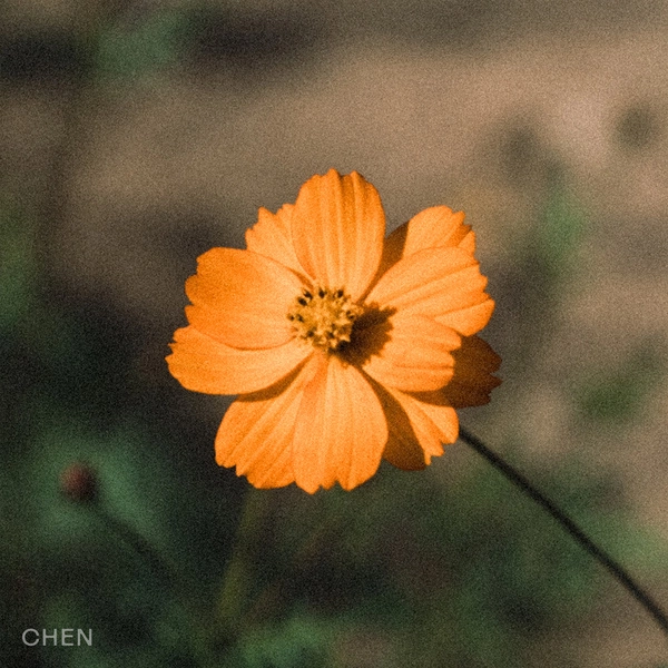 CHEN - Before The Petals Falls